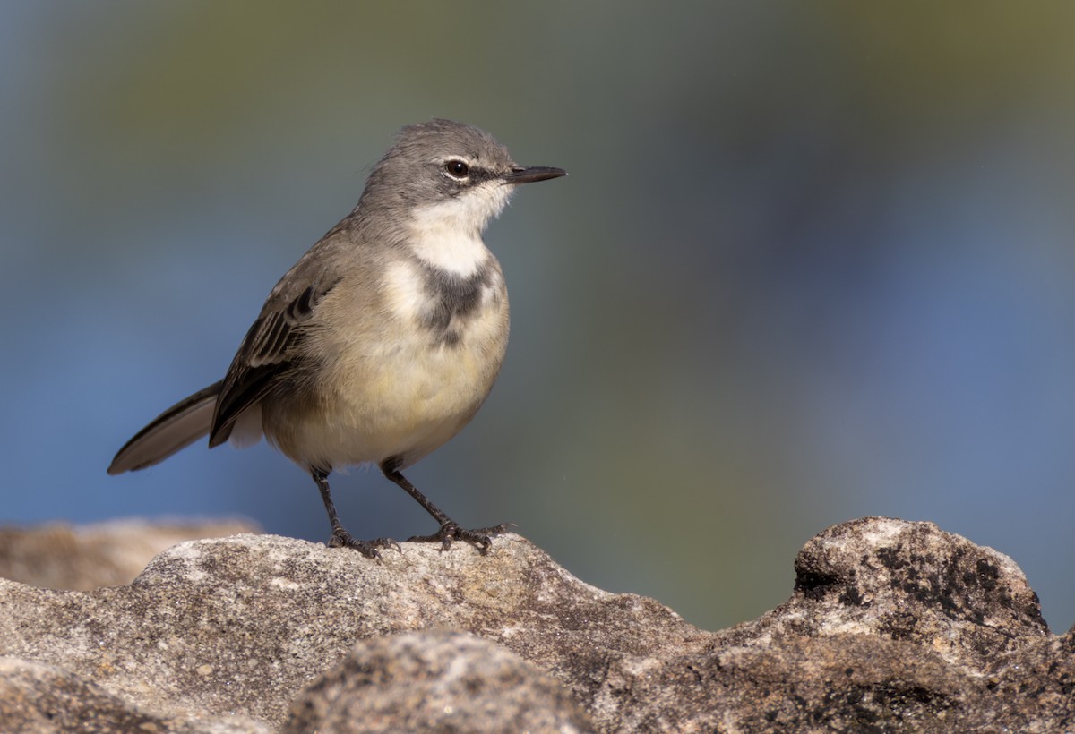 Cape Wagtail - ML644413649