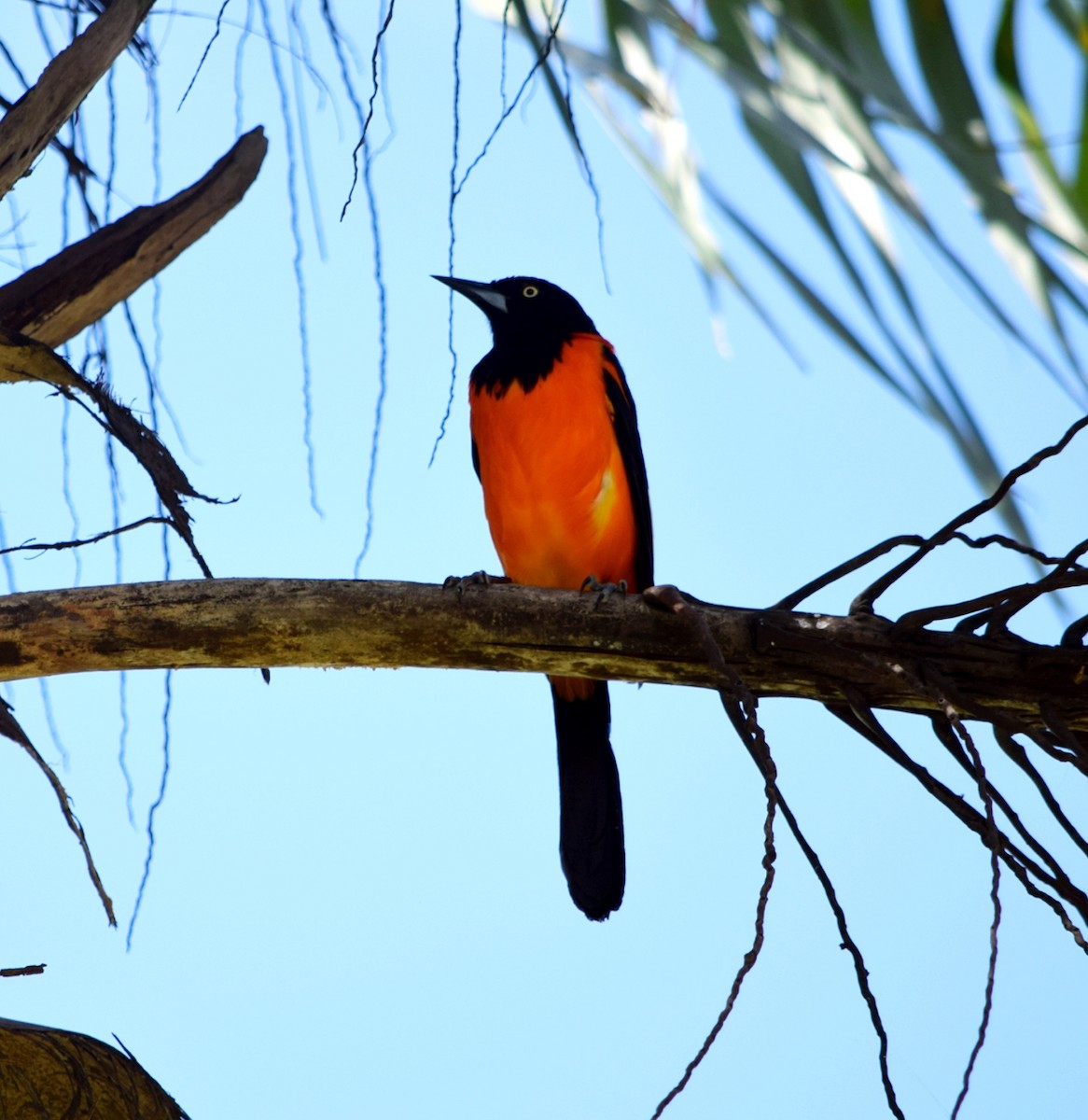 Campo Troupial - ML644413650