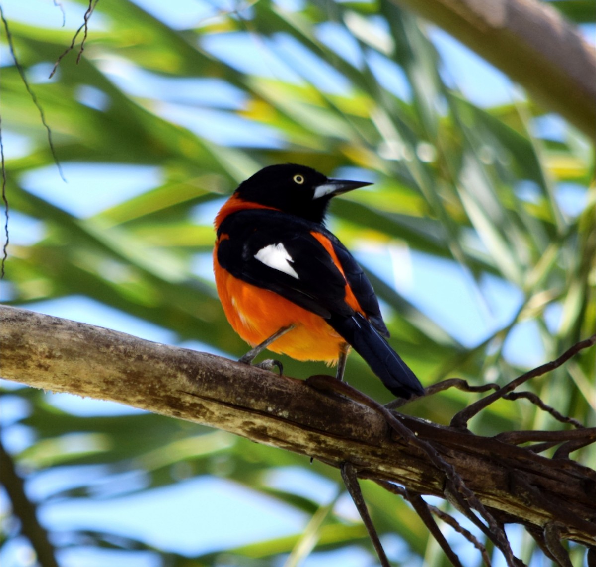 Campo Troupial - ML644413651