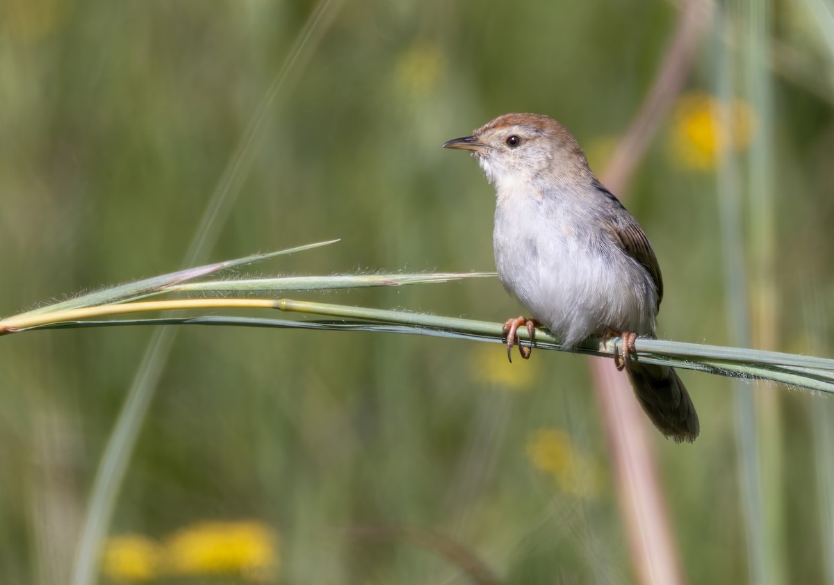 cisticola sp. - ML644413652