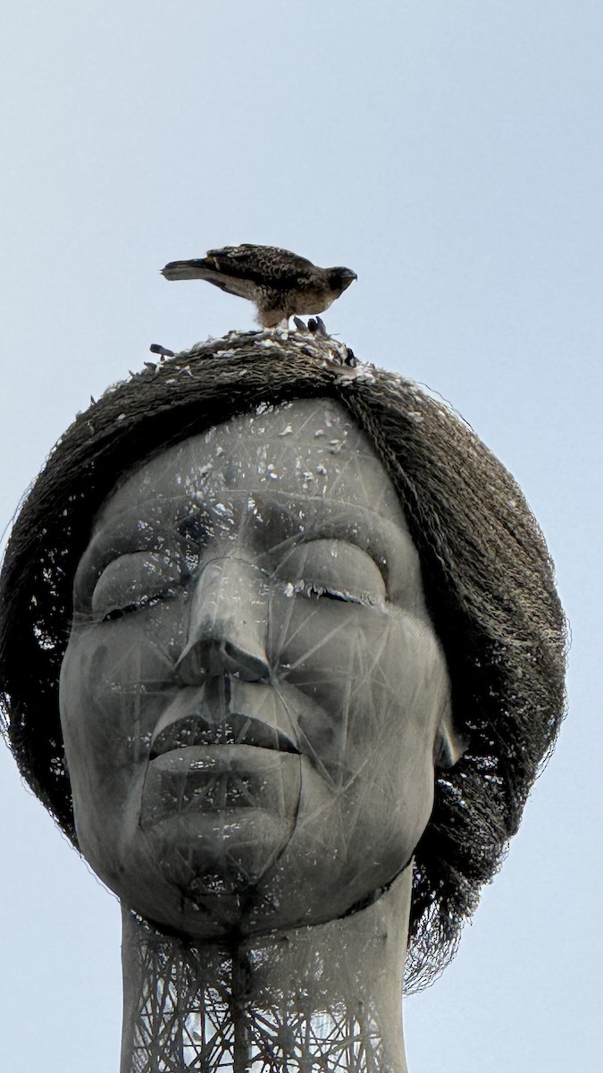 Red-tailed Hawk - ML644413653