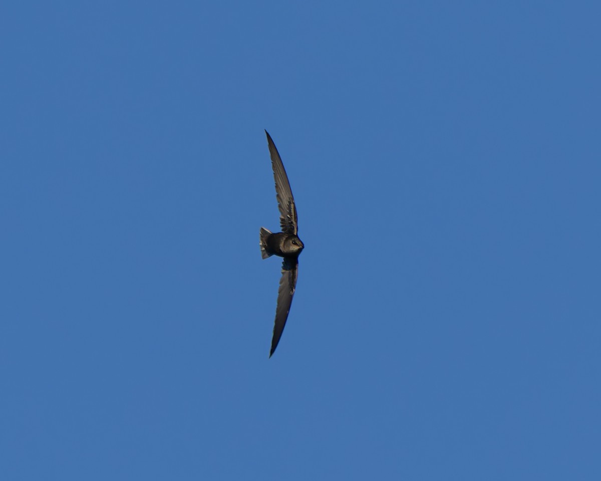 ノドジロタンビハリオアマツバメ - ML644413654