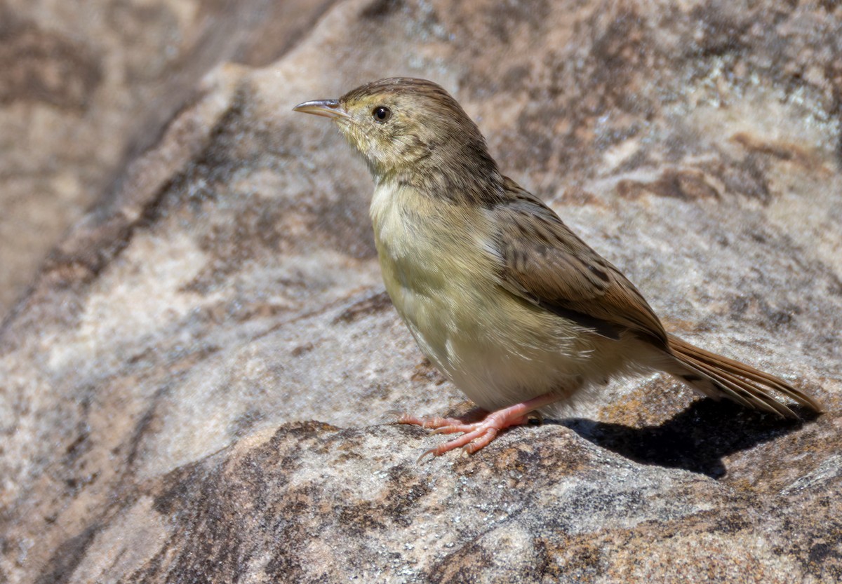 Wailing Cisticola - ML644413655