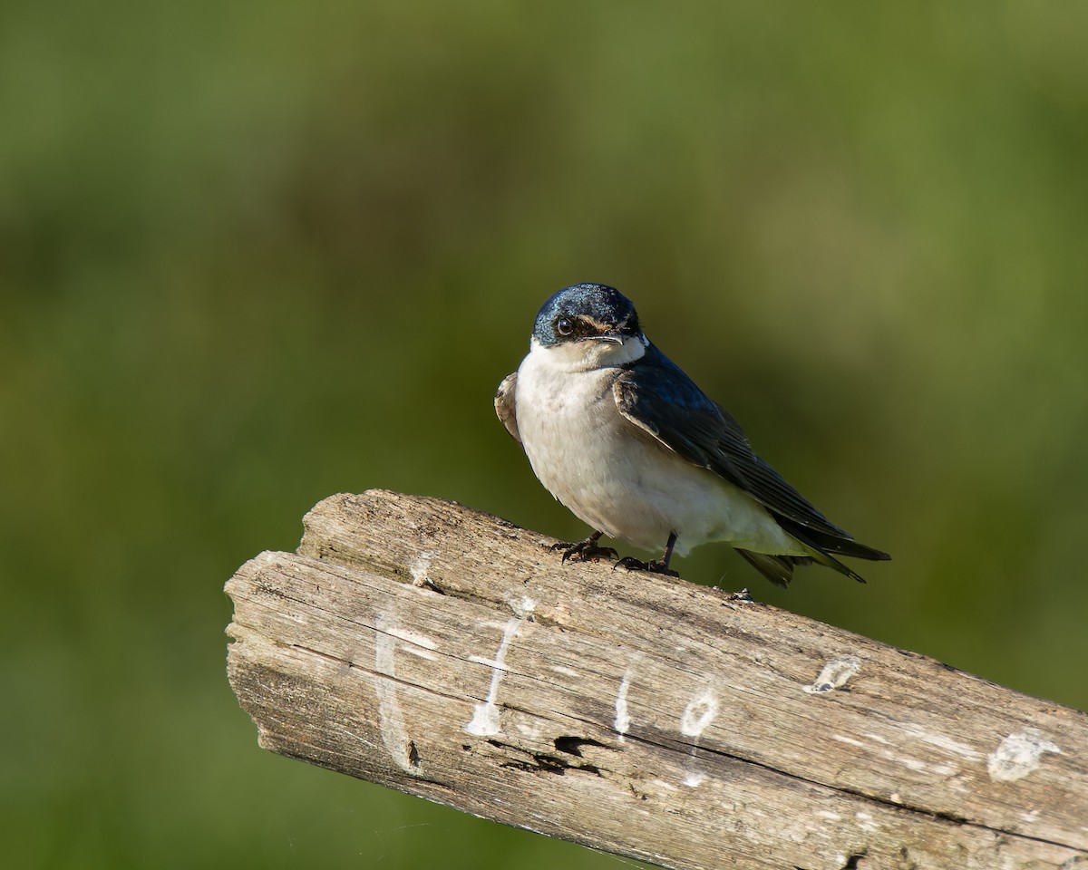 White-rumped Swallow - ML644413656