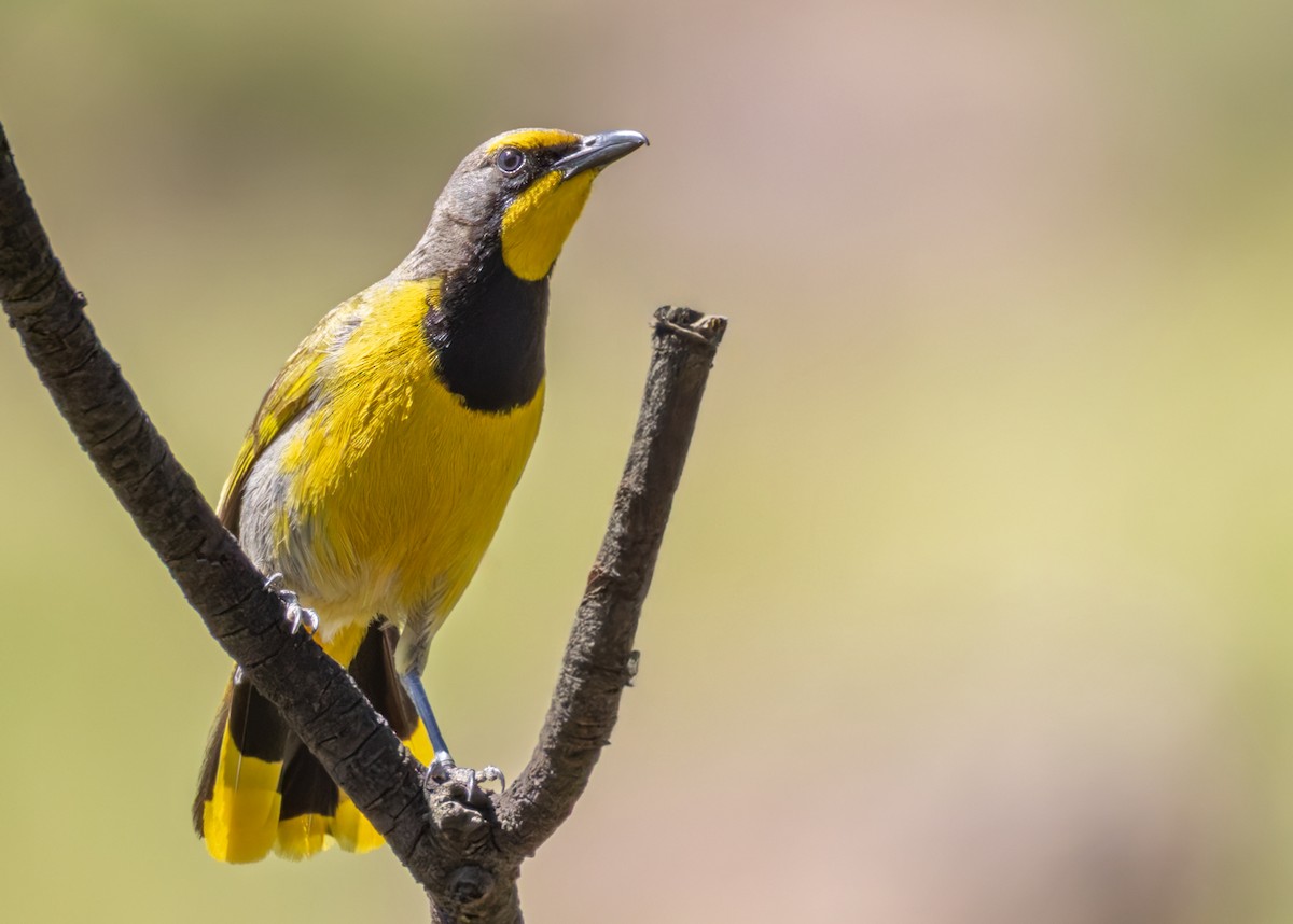 キノドミドリヤブモズ（zeylonus グループ） - ML644413657