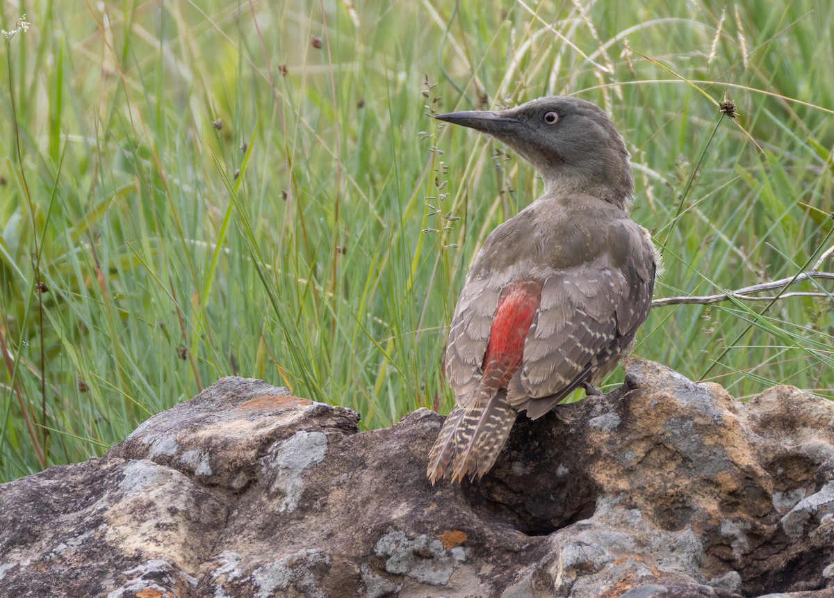 Ground Woodpecker - ML644413661