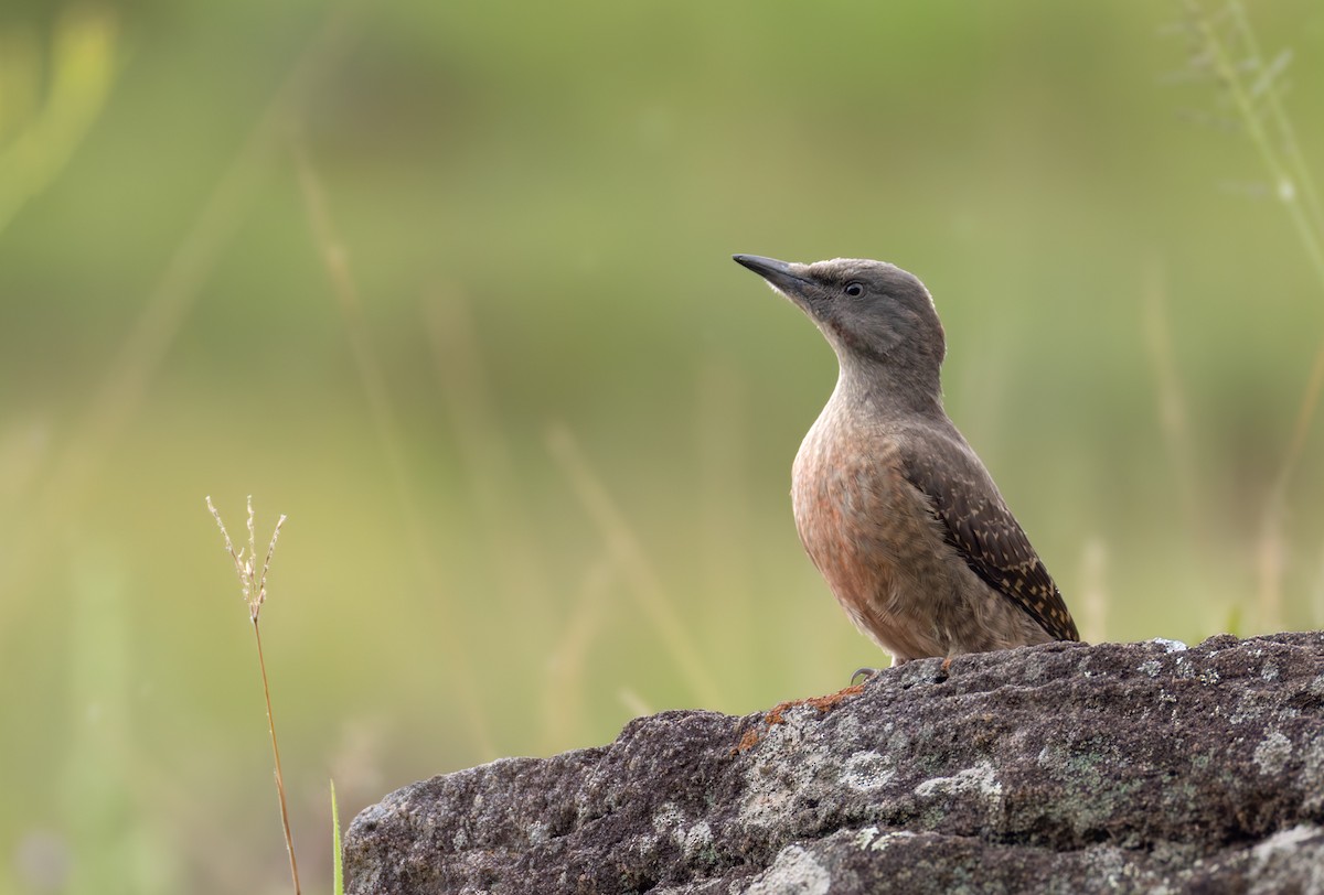 Ground Woodpecker - ML644413662