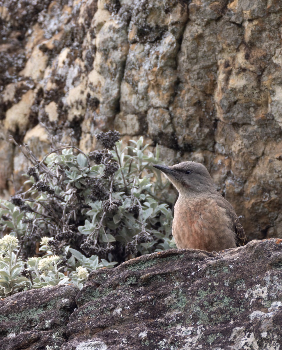 Ground Woodpecker - ML644413663