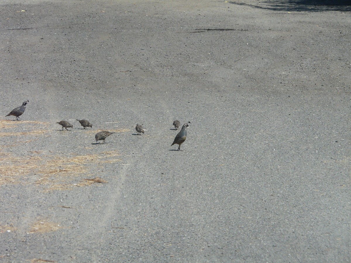 Colin de Californie - ML644413665