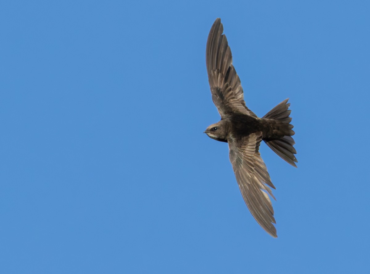 African Swift (African) - ML644413666