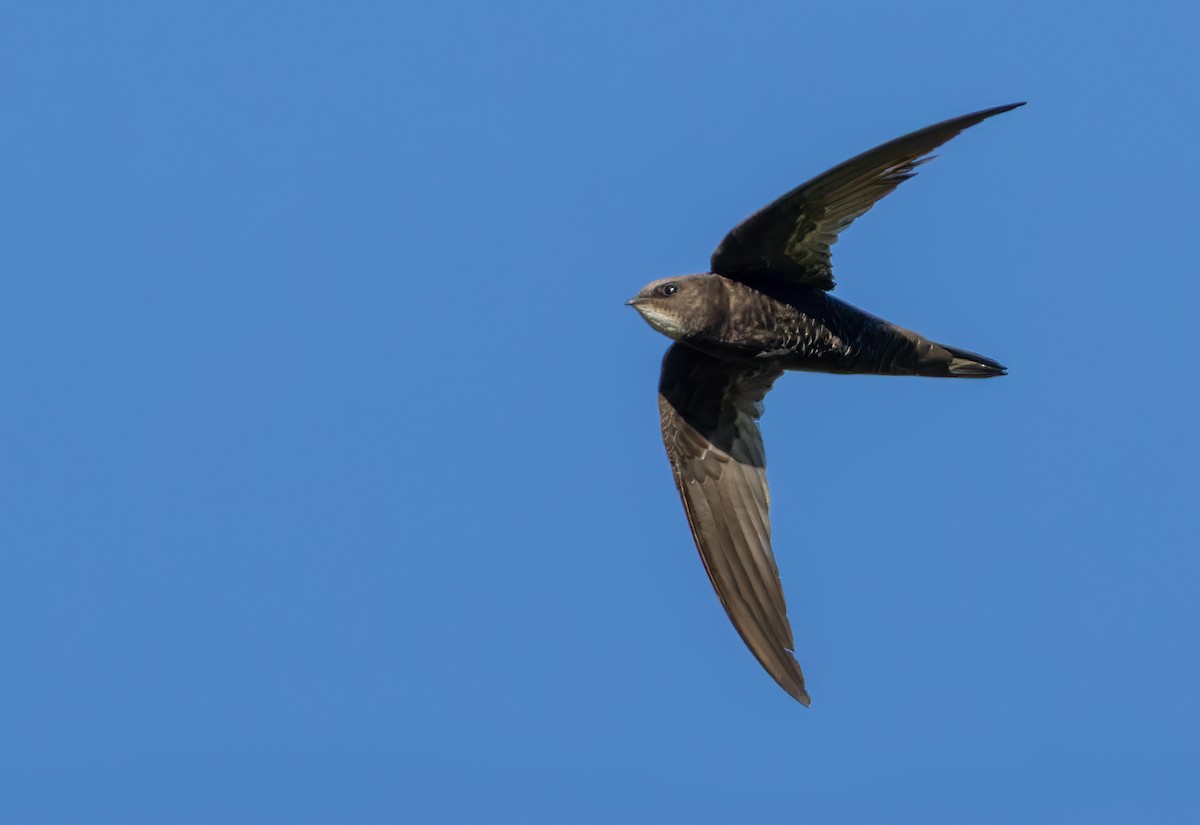 African Swift (African) - ML644413667
