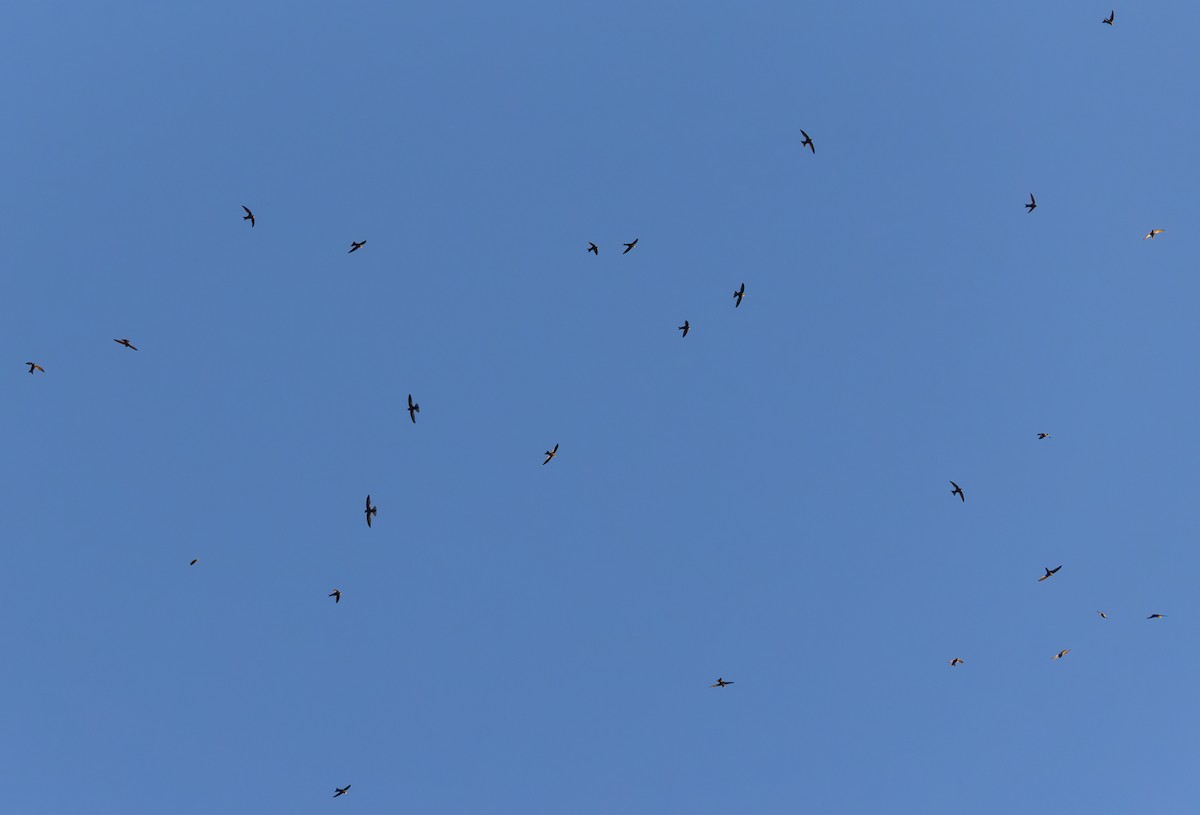 African Swift (African) - ML644413668