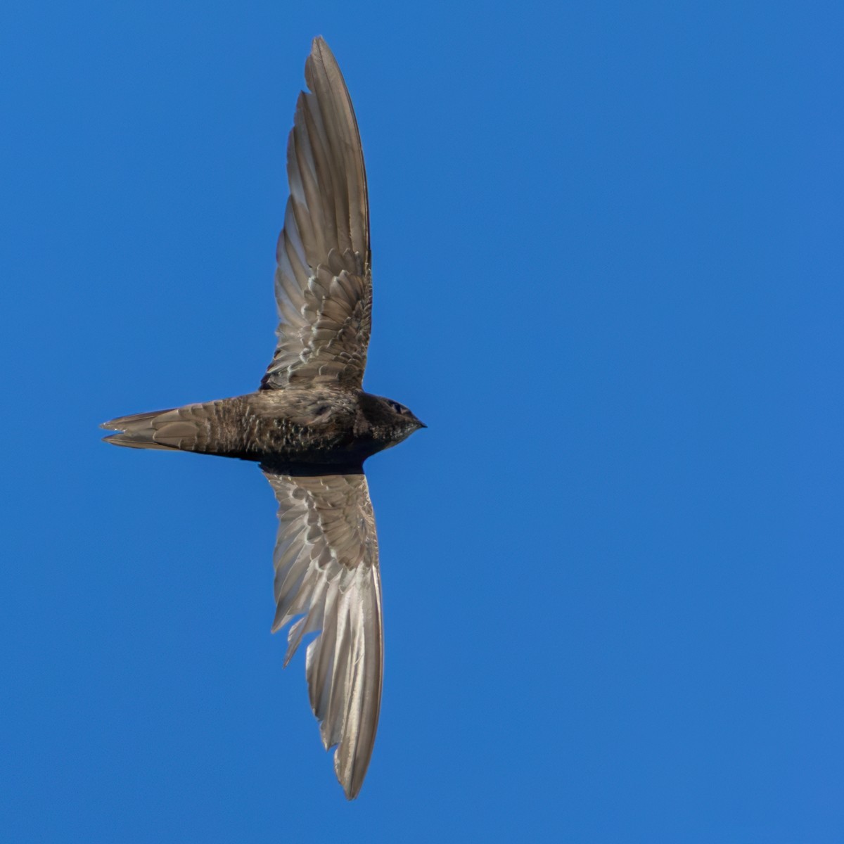 African Swift (African) - ML644413669