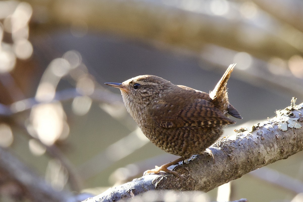 Winter Wren - ML644413675