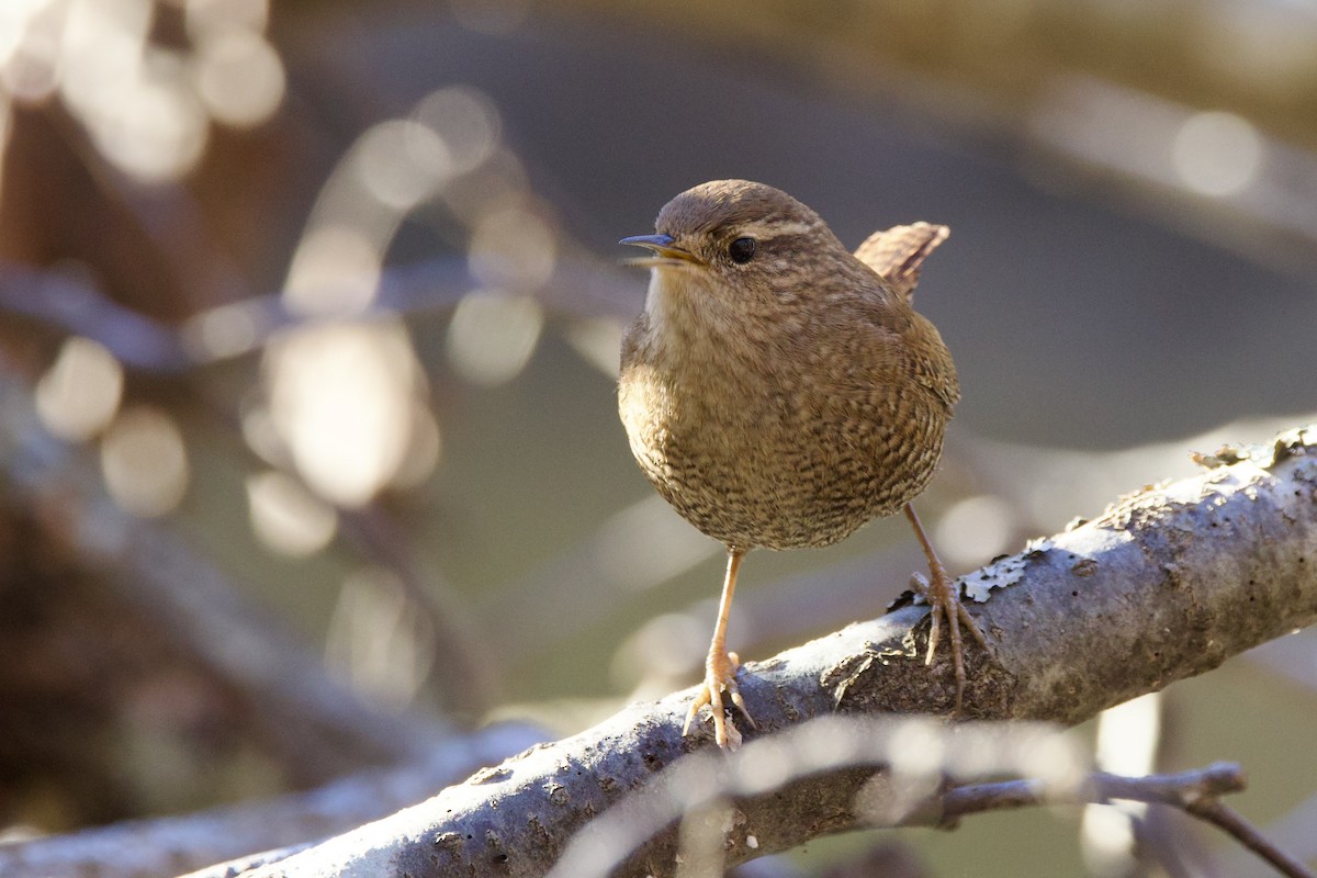 Winter Wren - ML644413678