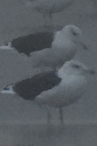 Морская чайка - ML644413681