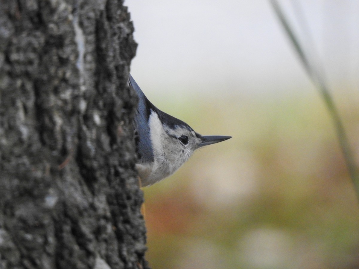 White-breasted Nuthatch - ML644413684