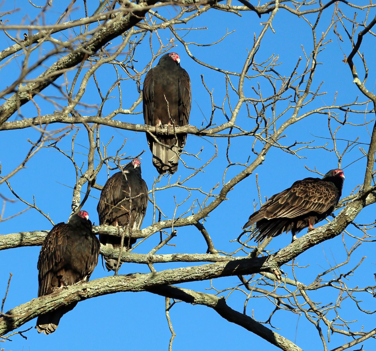 Turkey Vulture - ML644413691