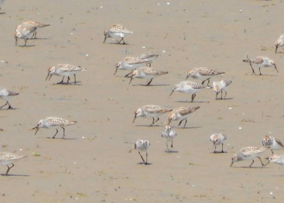 beringsnipe - ML644413692