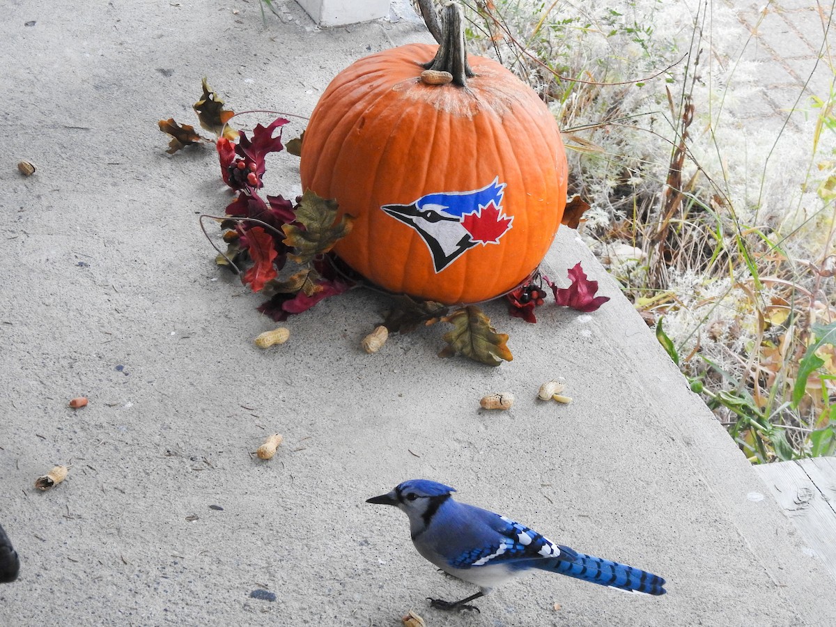 Blue Jay - ML644413693