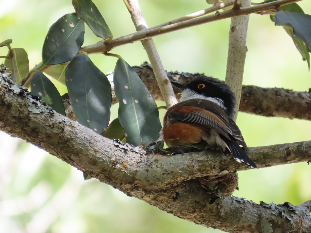 Kapschnäpper - ML644413695