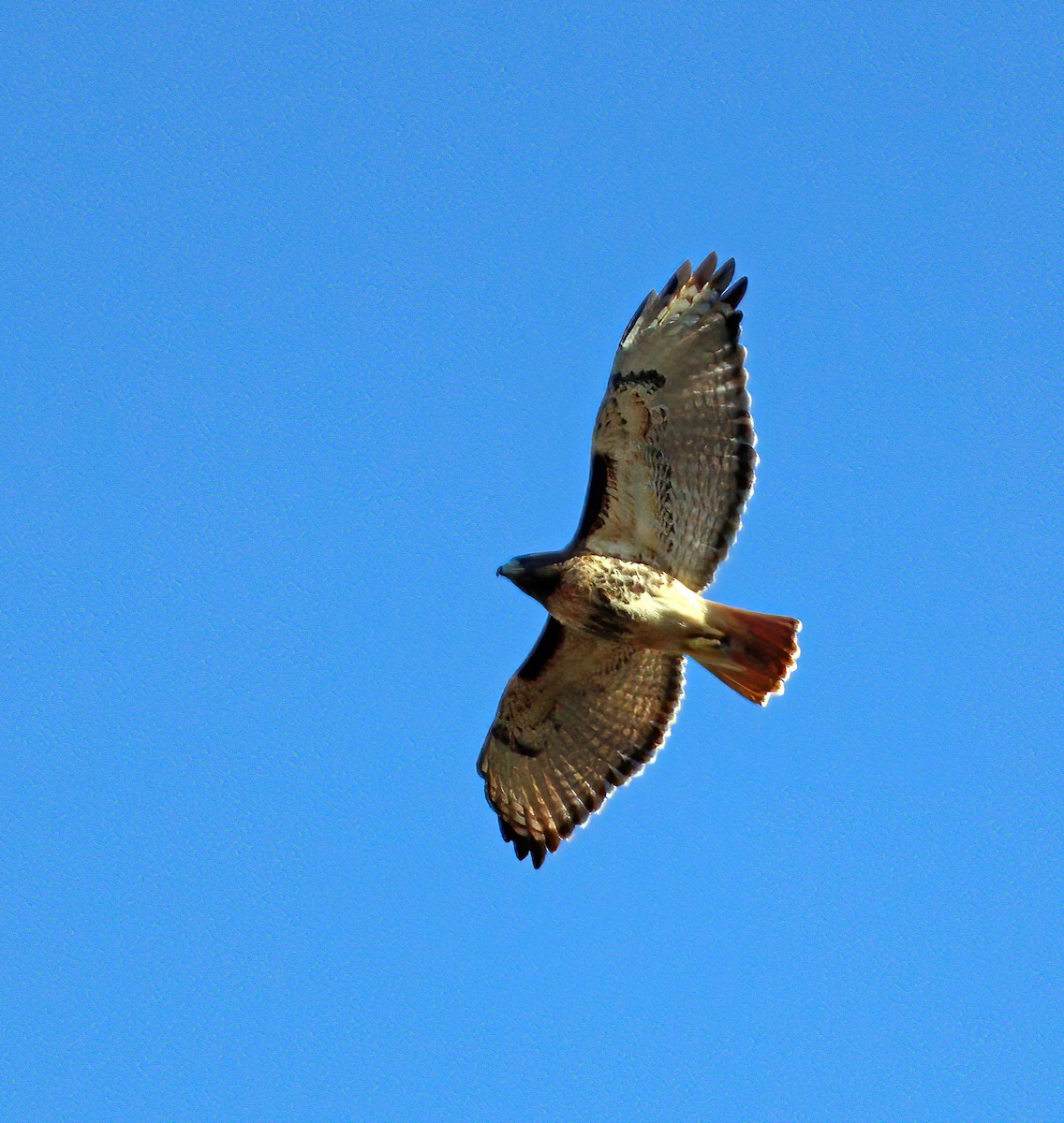 Red-tailed Hawk - ML644413697