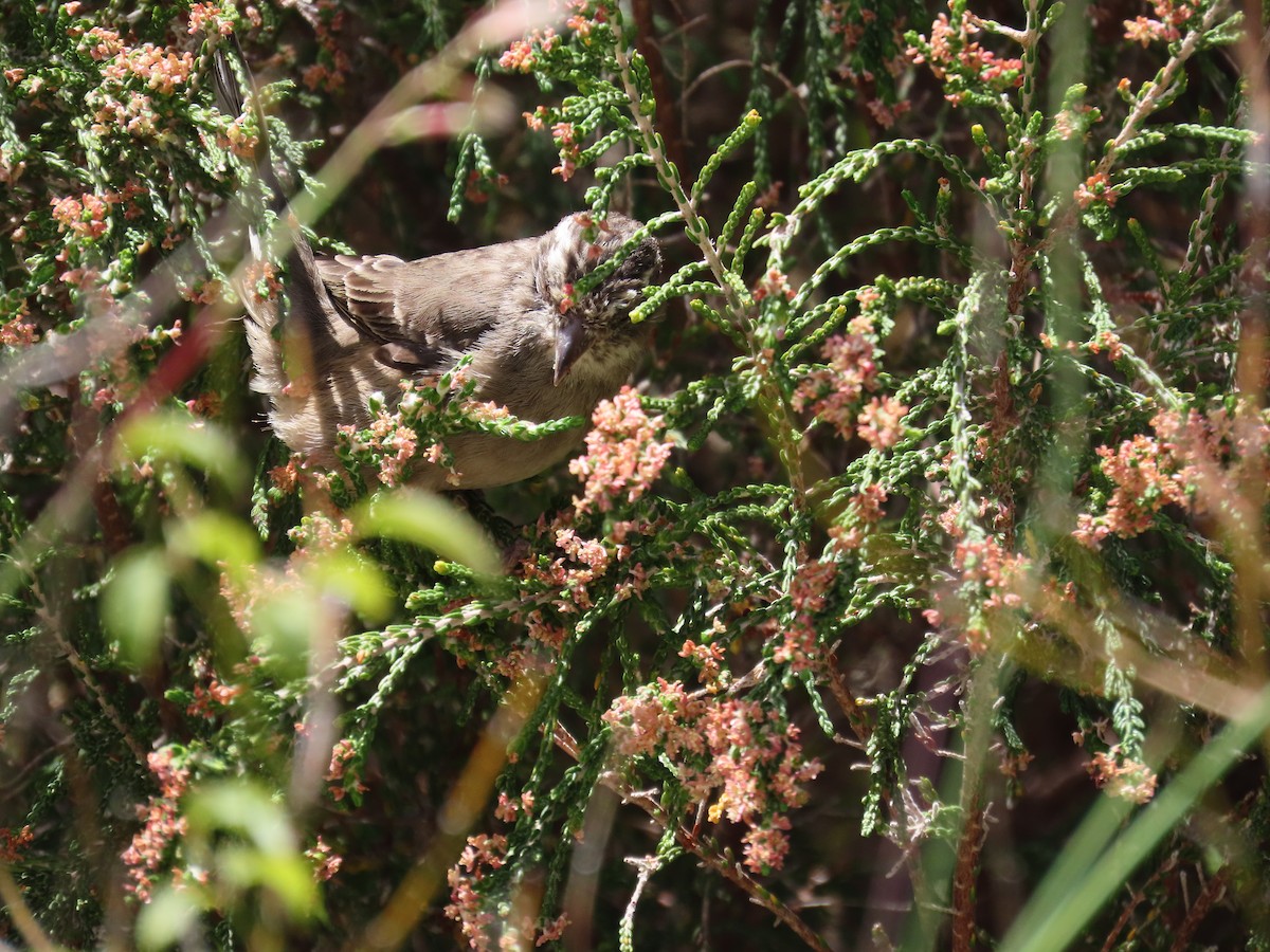 Streaky-headed Seedeater - olwen sands