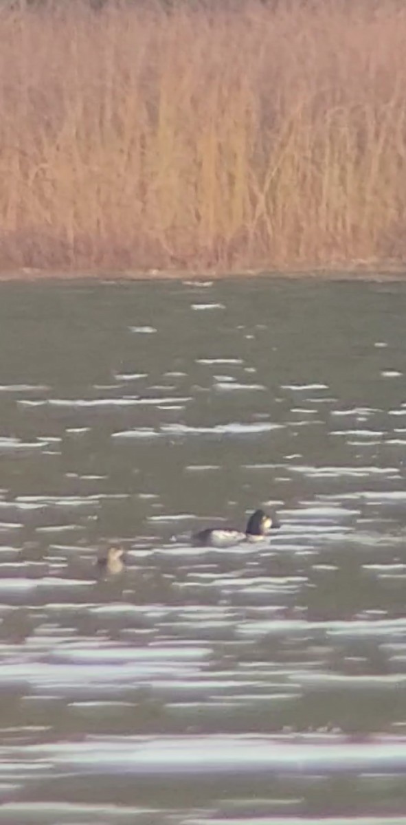 Гоголь - ML644413711