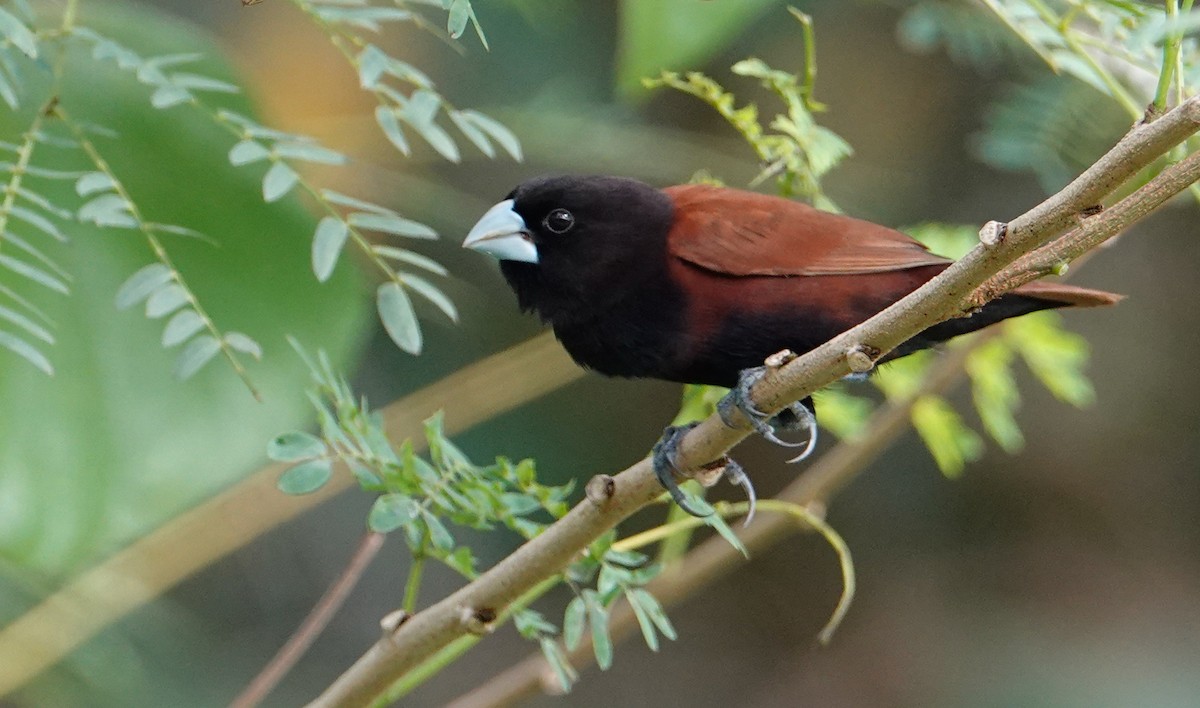 Chestnut Munia - ML644413714