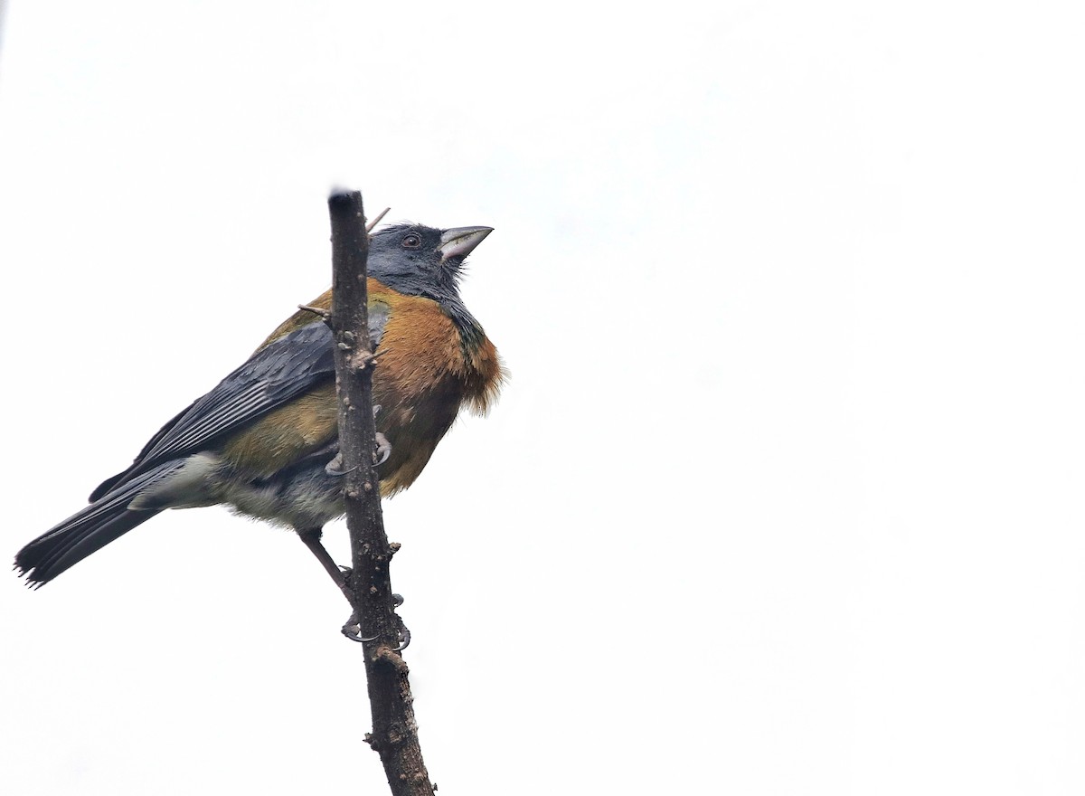 Peruvian Sierra Finch - ML644413716