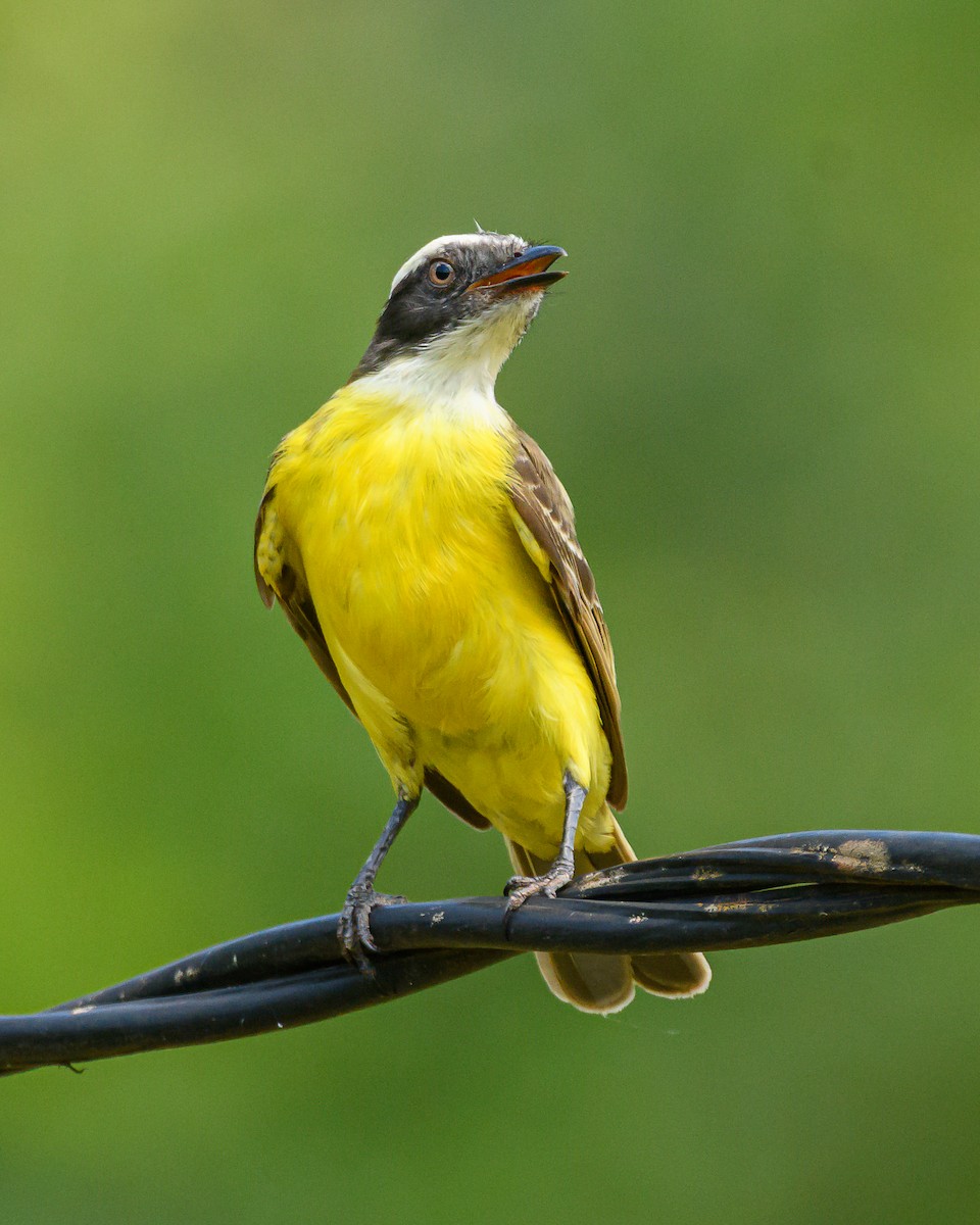 アカボウシヒタキモドキ - ML644413729