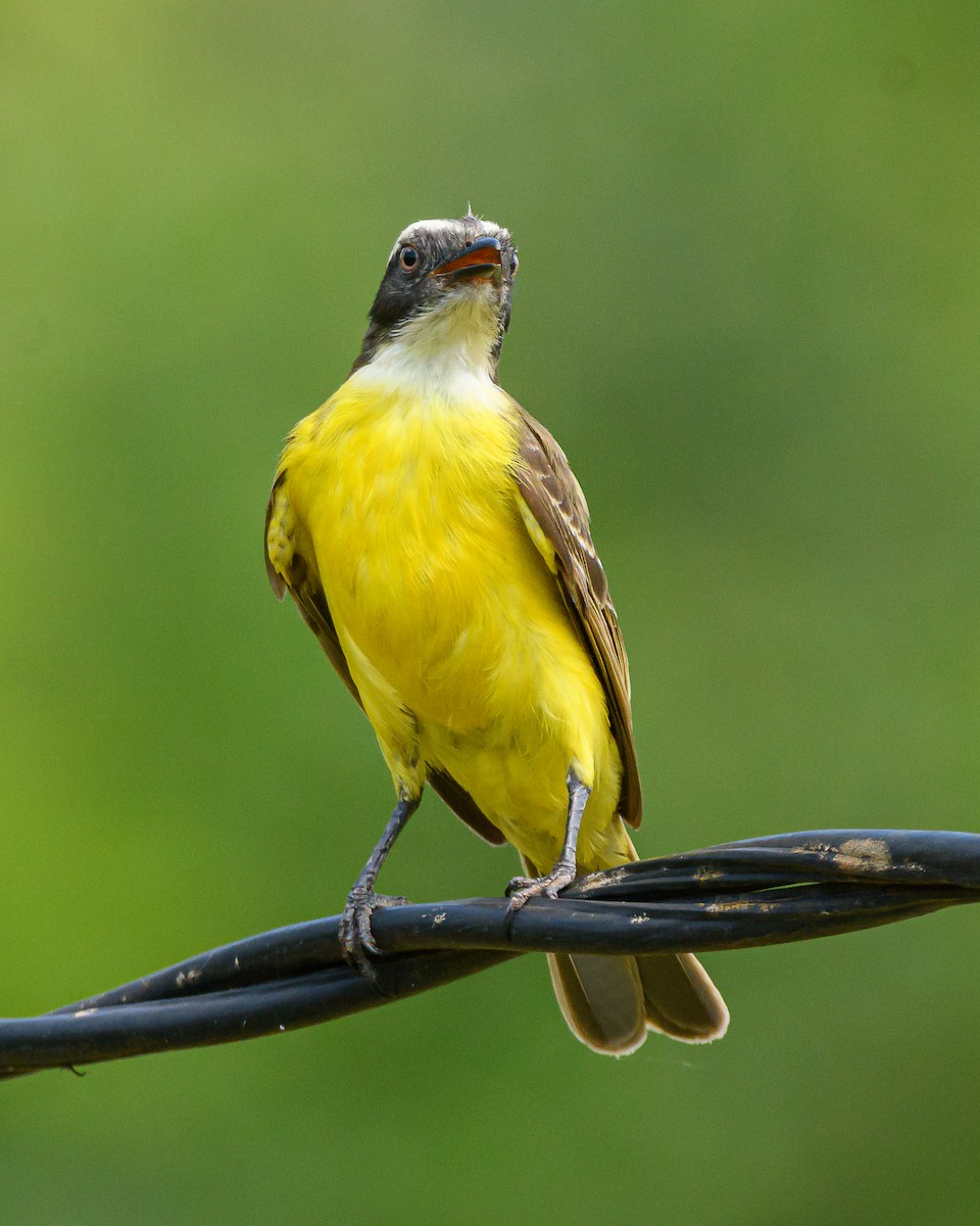 アカボウシヒタキモドキ - ML644413730