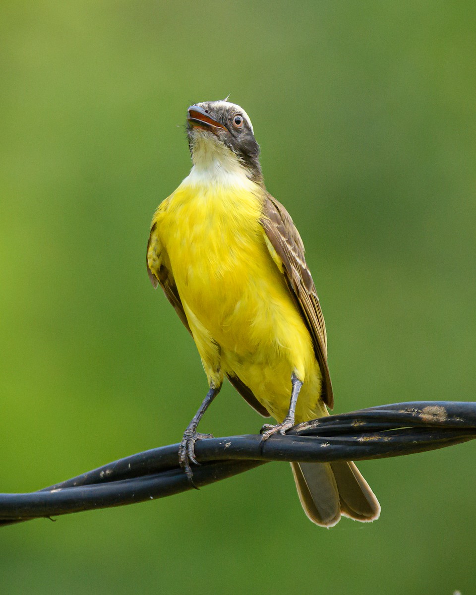 アカボウシヒタキモドキ - ML644413731