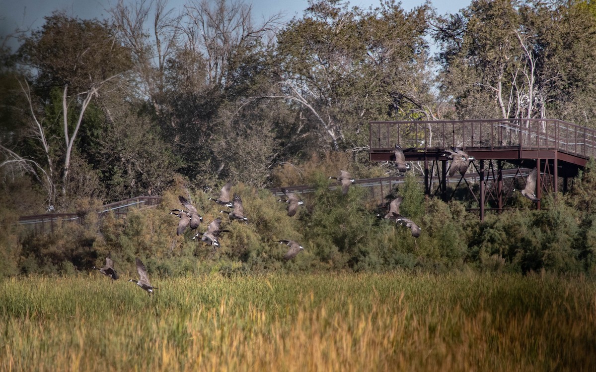 Canada Goose - ML644413735
