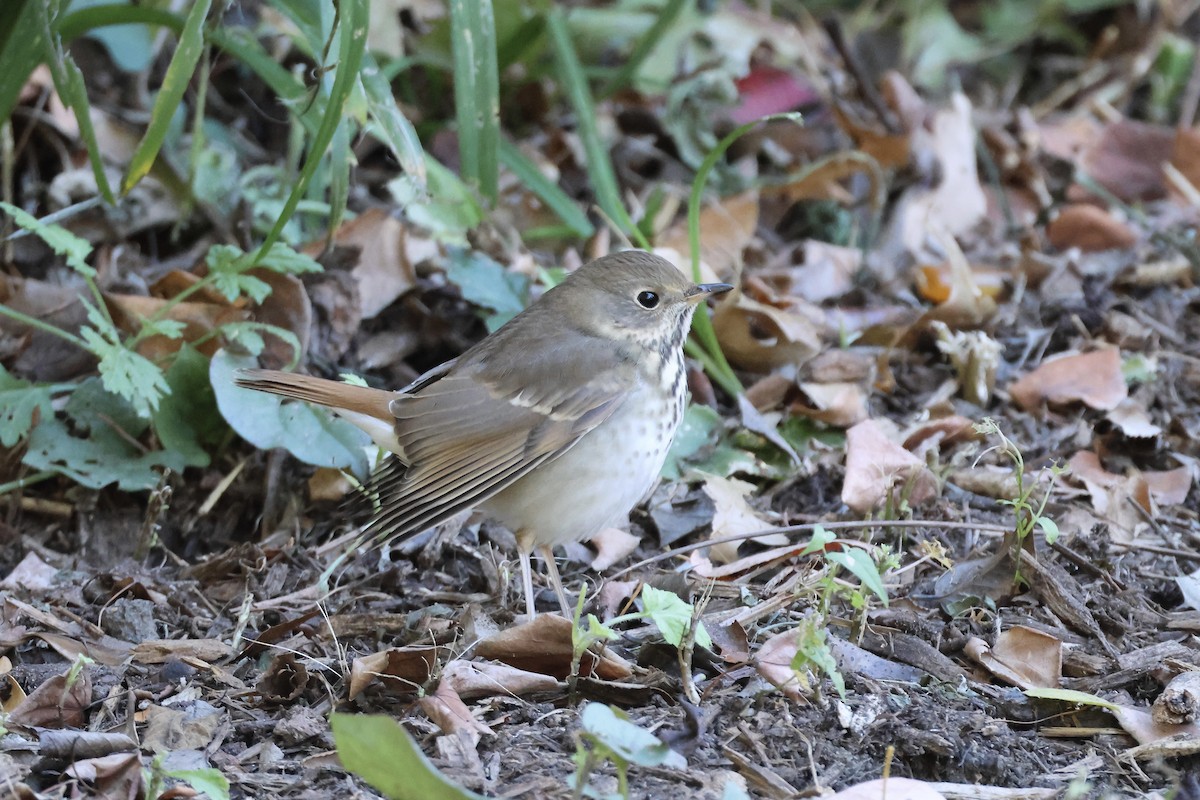 Hermit Thrush - ML644413759
