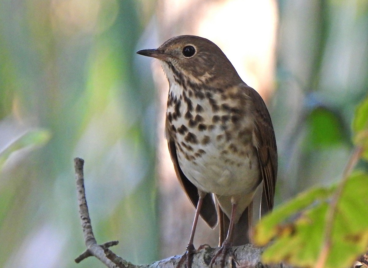 Hermit Thrush - ML644413771