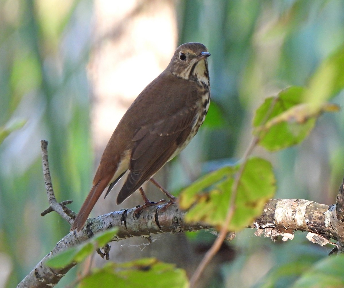 Hermit Thrush - ML644413772