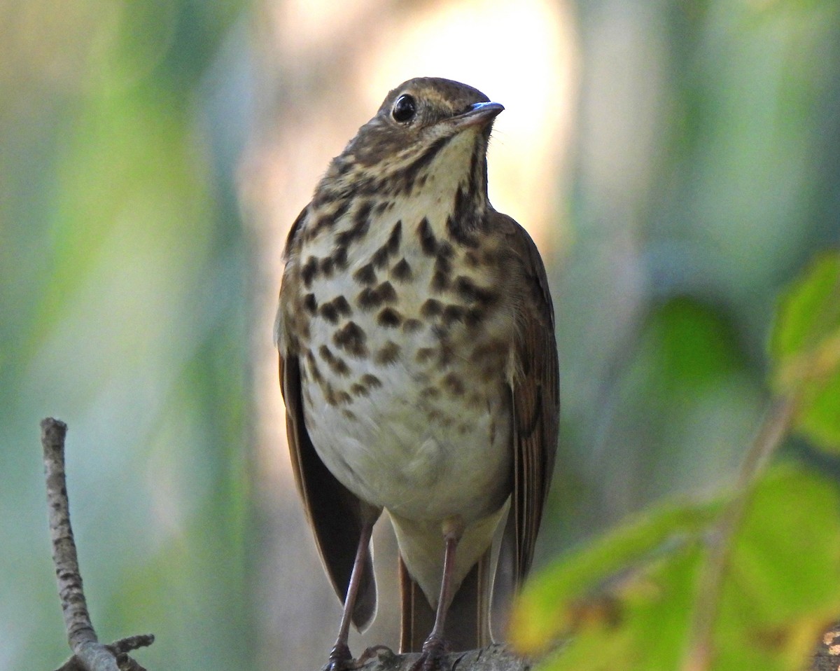 Hermit Thrush - ML644413773