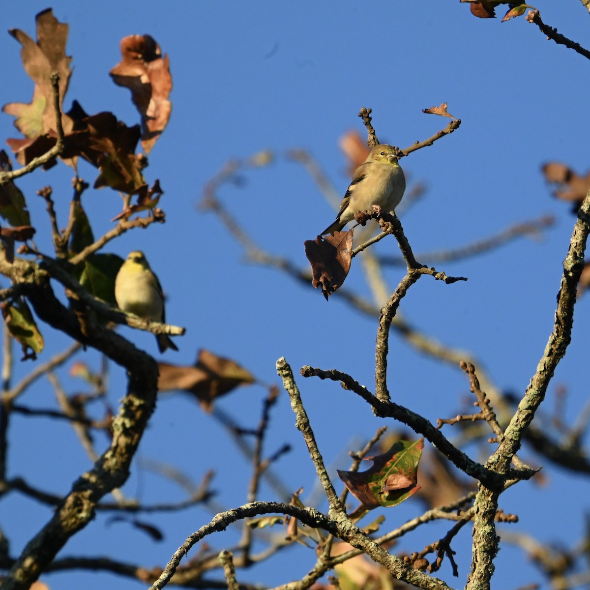 Jilguero Yanqui - ML644413777