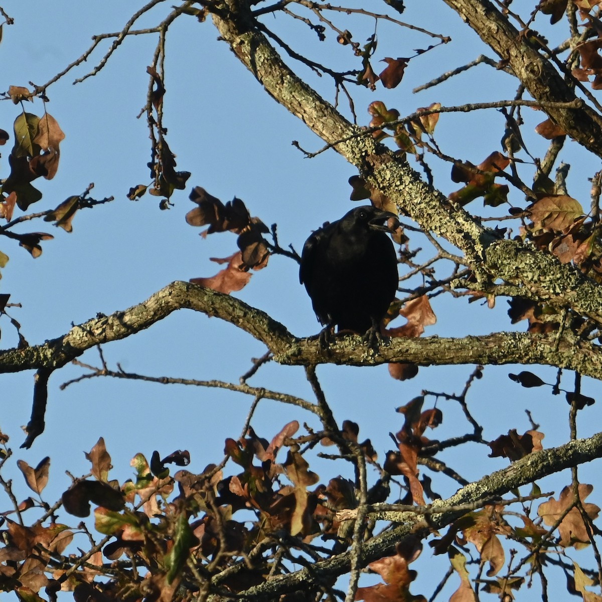 American Crow - ML644413780