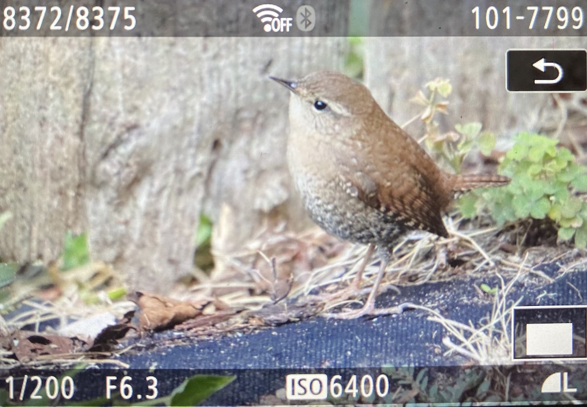 Winter Wren - ML644413781
