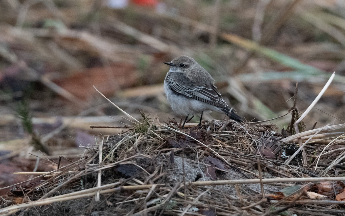 Pied Wheatear - ML644413787
