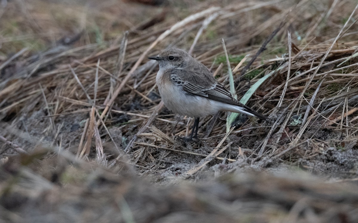 Pied Wheatear - ML644413788