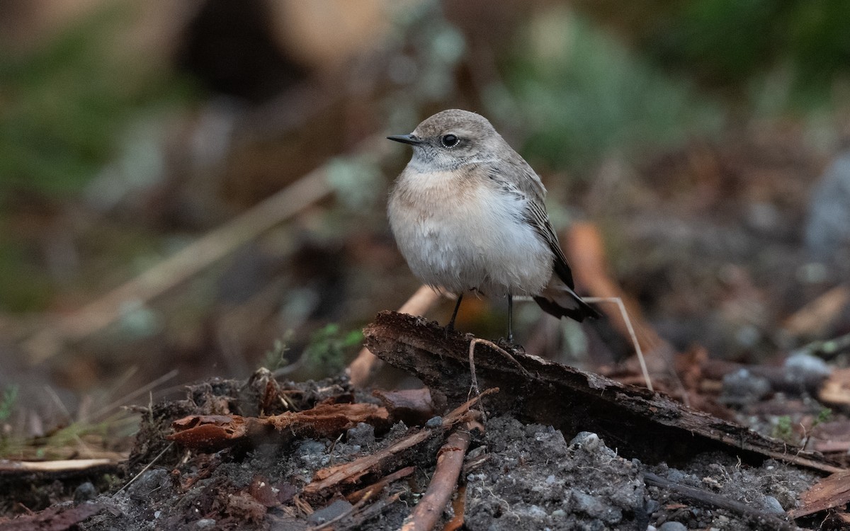 Pied Wheatear - ML644413789