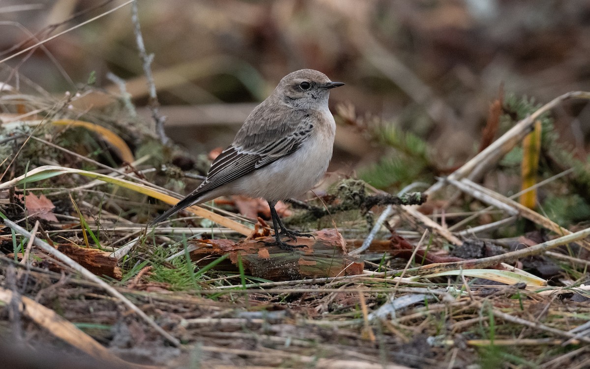 Pied Wheatear - ML644413790