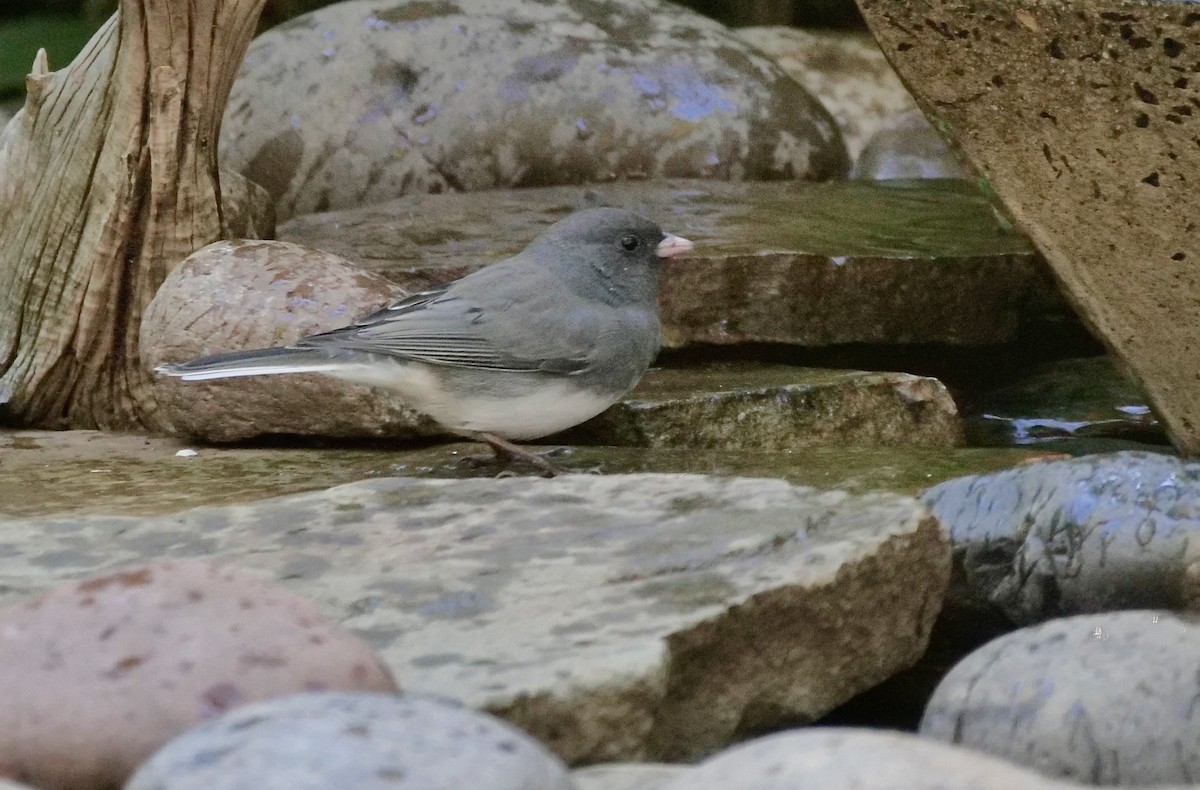 ユキヒメドリ - ML644413791