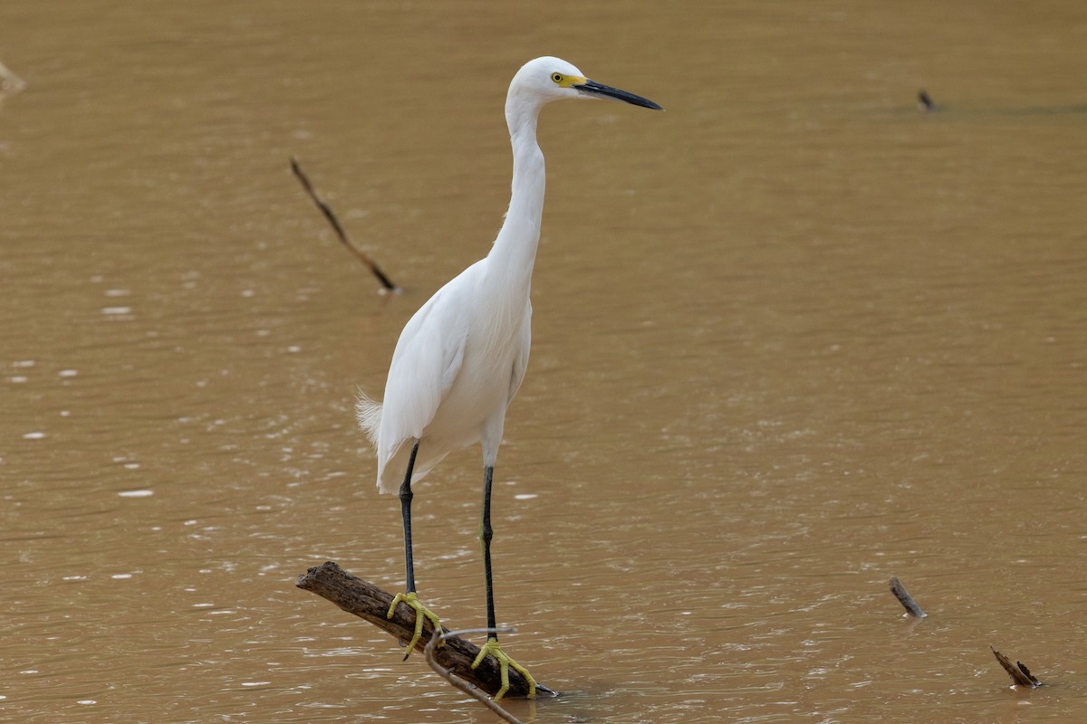 ユキコサギ - ML644413799