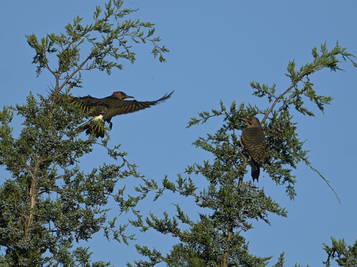 Carpintero Escapulario - ML644413809