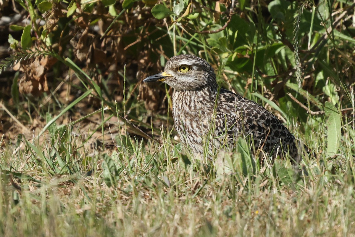 Spotted Thick-knee - ML644413811