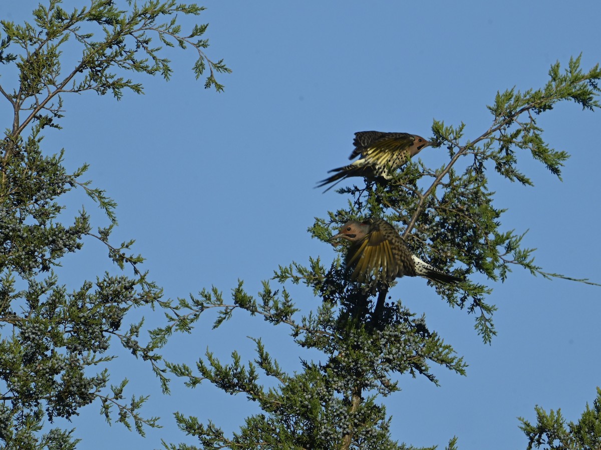 Carpintero Escapulario - ML644413823